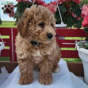Nate, Mini Bernedoodle Puppy